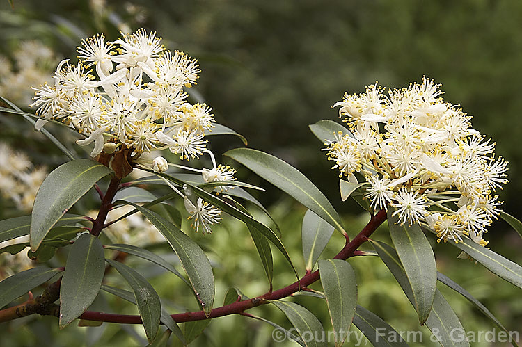 Flowerheads of Dorrigo. Pepper (<i>Tasmannia stipitata</i>), an evergreen, spring-flowering small tree native to southeastern Australia. Its foliage has a peppery flavour and has culinary uses. tasmannia-3349htm'>Tasmannia. <a href='winteraceae-plant-family-photoshtml'>Winteraceae</a>.