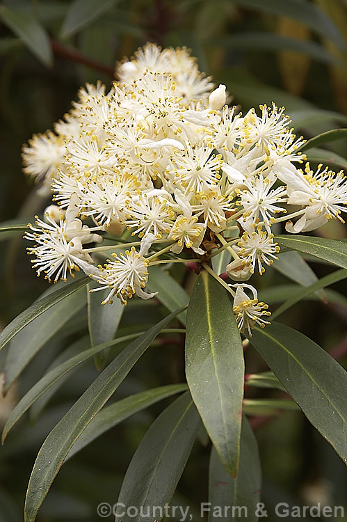 Flowerheads of Dorrigo. Pepper (<i>Tasmannia stipitata</i>), an evergreen, spring-flowering small tree native to southeastern Australia. Its foliage has a peppery flavour and has culinary uses. tasmannia-3349htm'>Tasmannia. <a href='winteraceae-plant-family-photoshtml'>Winteraceae</a>.