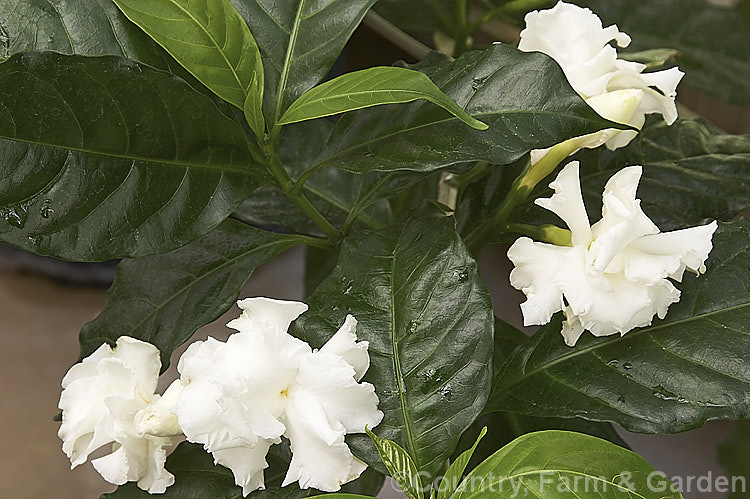 <a href='apocynaceae-plant-family-photoshtml'>Apocynaceae</a>