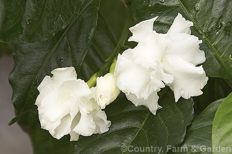 <a href='apocynaceae-plant-family-photoshtml'>Apocynaceae</a>