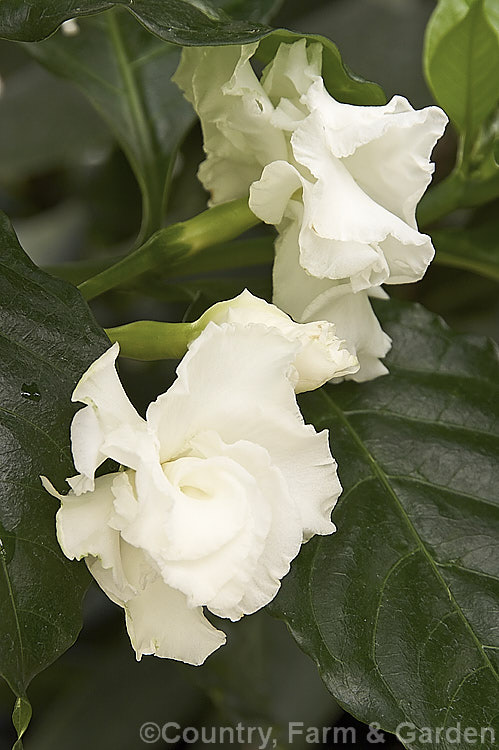 <a href='apocynaceae-plant-family-photoshtml'>Apocynaceae</a>