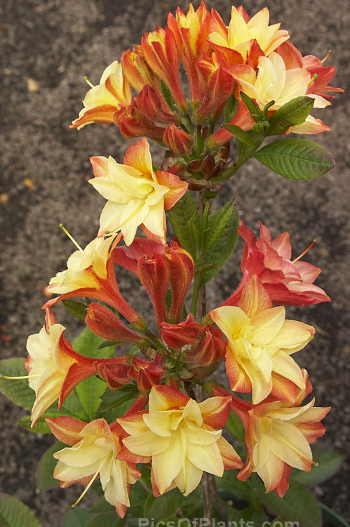 <i>Rhododendron</i> (deciduous azalea</i>) 'Nicholas de Rothschild', a double-flowered hybrid that grows to around 1.5 m tall It is named after the grandson of the founder of Exbury, Lionel de Rothschild. Order: Ericales, Family: Ericaceae