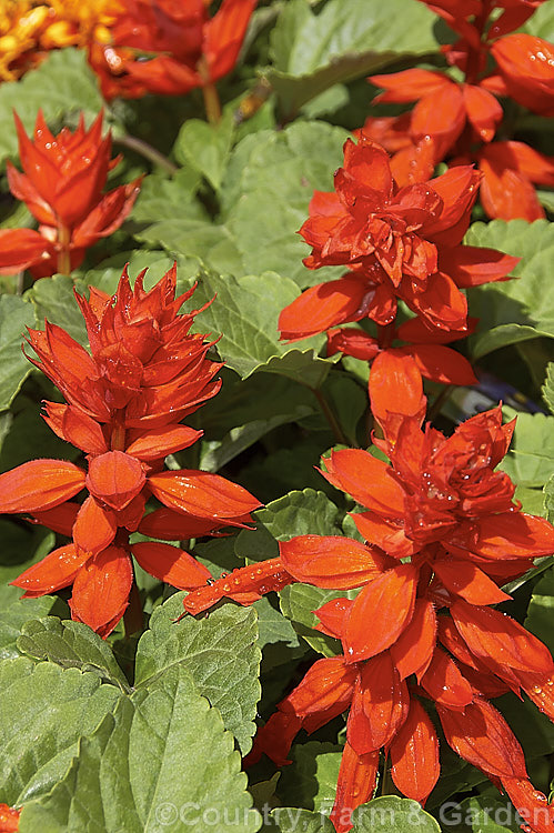 Scarlet Sage (<i>Salvia splendens</i>), a widely cultivated Brazilian annual or short-lived perennial with vivid orange-red to scarlet flowers. The species grows to around 1m tall but there are many smaller cultivars. This is 'Flamex 2000', which is long-flowering and around 30cm tall in bloom. Order: Lamiales, Family: Lamiaceae