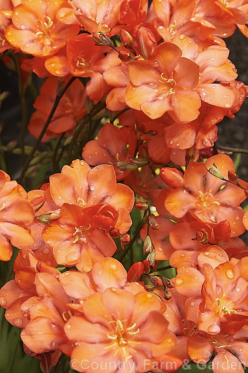 Tritonia crocata 'Serendipity', a bright pinkish-orange-flowered cultivar of an easily-grown bulb from South Africa. The species usually has orange flowers but also occurs in red- and pink-flowered forms. It flowers from late winter and is dormant in summer. tritonia-3372htm'>Tritonia.