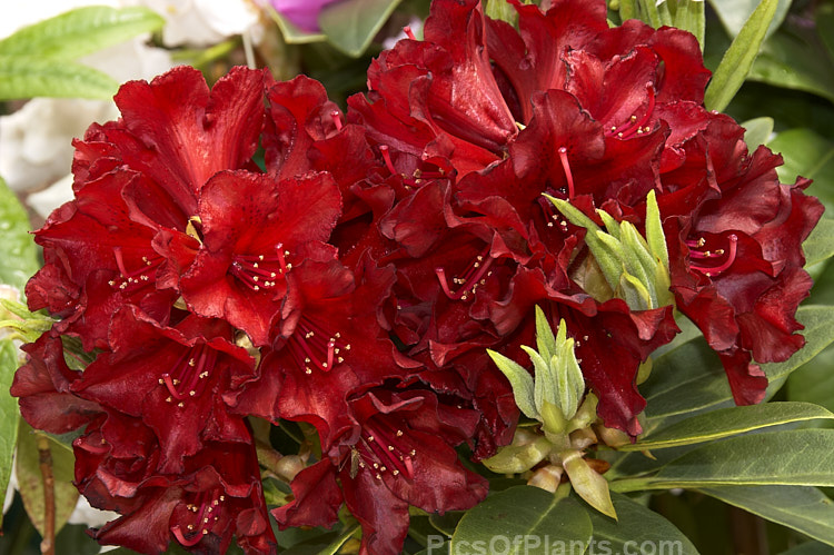 <i>Rhododendron</i> 'Black Magic' ('The Honourable Jean Marie de Montague' x 'Leo'), this hybrid between two of the longest and shortest rhododendron names has intense black-red flowers and lush dark foliage. It was introduced by Greer of the United States in 1982. Order: Ericales, Family: Ericaceae