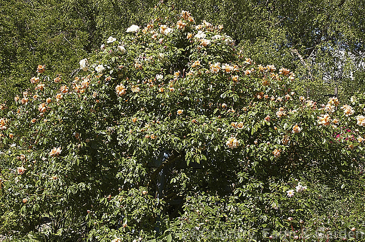 Rosa 'Crepuscule', a climbing. Noisette rose raised by Debreuil of France in 1904. It is mildly fragrant and blooms in bursts through the growing season. Order: Rosales, Family: Rosaceae