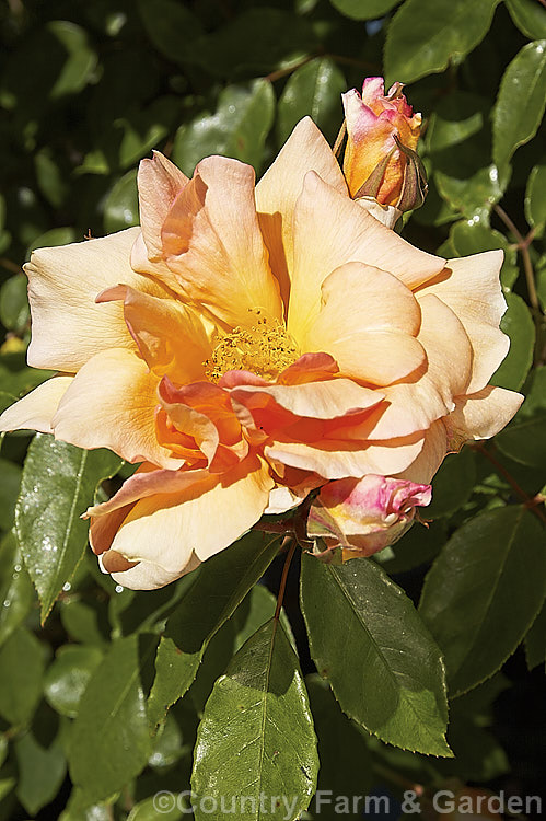Rosa 'Crepuscule', a climbing. Noisette rose raised by Debreuil of France in 1904. It is mildly fragrant and blooms in bursts through the growing season. Order: Rosales, Family: Rosaceae