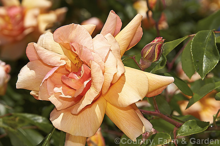Rosa 'Crepuscule', a climbing. Noisette rose raised by Debreuil of France in 1904. It is mildly fragrant and blooms in bursts through the growing season. Order: Rosales, Family: Rosaceae