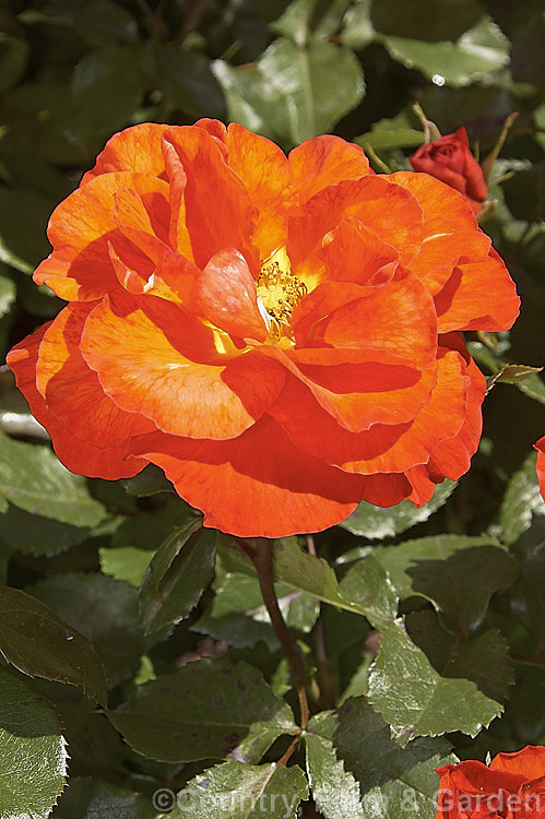 Rosa 'Kapai' ('Madame Bollinger' x 'Tombola'), a Cluster-flowered (<i>Floribunda</i>) bush raised by McGredy of New Zealand in 1977. It is repeat-flowering and slightly scented. Order: Rosales, Family: Rosaceae