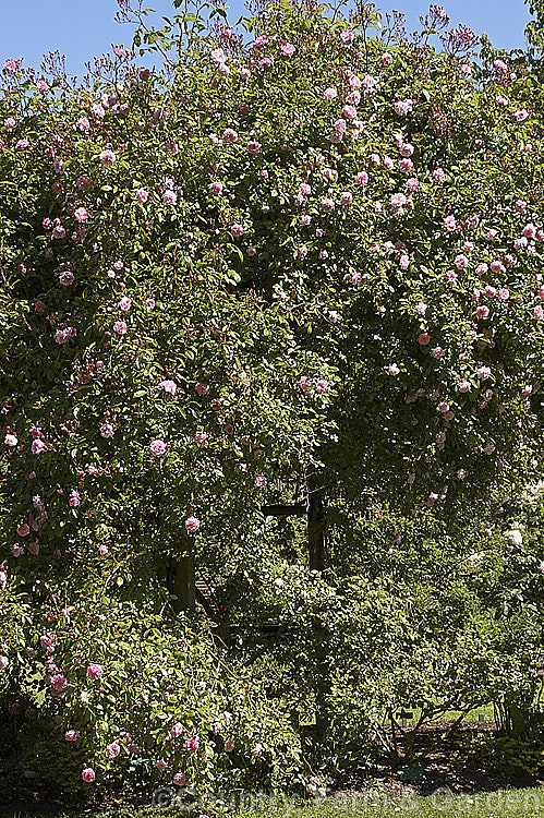 Rosa 'Tea Rambler' ('Crimson Rambler' x tea rose seedling</i>), a climbing or rambling. Polyantha rose bred by Paul of England in 1904. It is very fragrant, grows to well over 4m tall and flowers abundantly. Order: Rosales, Family: Rosaceae