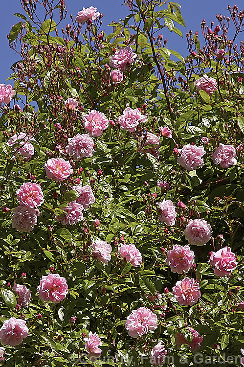 Rosa 'Tea Rambler' ('Crimson Rambler' x tea rose seedling</i>), a climbing or rambling. Polyantha rose bred by Paul of England in 1904. It is very fragrant, grows to well over 4m tall and flowers abundantly. Order: Rosales, Family: Rosaceae