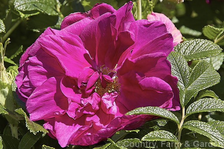 Rosa 'Roseraie de l'Haÿ', a robust. Rosa rugosa hybrid raised by French rosarian. Jules. Gravereaux in 1910. It was named after. Empress. Josephine's extensive rose garden. Order: Rosales, Family: Rosaceae