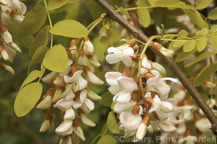 Flower clusters of Robinia pseudoacacia 'Frisia', a golden-yellow-leafed form of the common black locust. This form is primarily a foliage cultivar and rarely has more than a few flowers, which appear in late spring. robinia-2218htm'>Robinia.