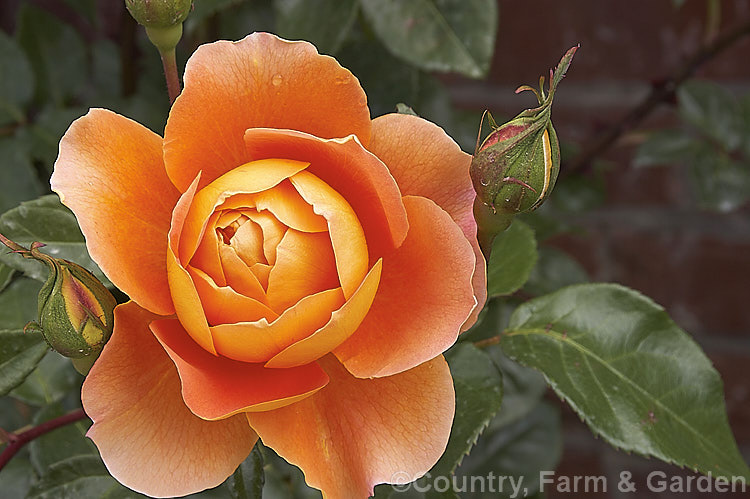 Rosa 'Pat. Austin' ('Graham. Thomas' x 'Abraham Darby'), an English Shrub Rose raised by David Austin of England in 1995. It is usually quite compact and the flowers are fragrant. Order: Rosales, Family: Rosaceae