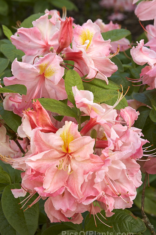 <i>Rhododendron</i> (deciduous azalea</i>) 'Quaker Maid', an Exbury hybrid raised by Rothschild, who sold it to Waterer, Sons and Crisp for introduction. Order: Ericales, Family: Ericaceae