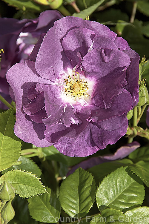 Rosa 'Rhapsody in Blue' ('Summer. Wine' x 'International. Herald. Tribune'), a distinctively coloured and shaped, fragrant, repeat-blooming. Shrub Rose raised by Cowlishaw of England and introduced by Warner's Roses in 2000. It grows to around 2m tall Order: Rosales, Family: Rosaceae