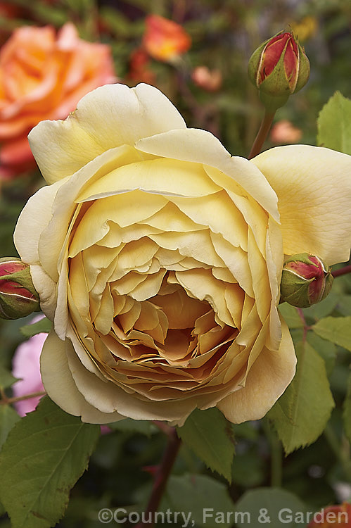 Rosa 'Golden Celebration' ('Charles Austin' x Abraham Darby'), a strongly fragrant, very fully double. English Rose introduced by Austin in 1992. It grows to around 15m tall Order: Rosales, Family: Rosaceae