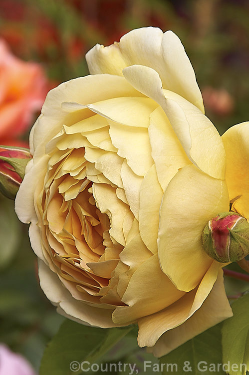 Rosa 'Golden Celebration' ('Charles Austin' x Abraham Darby'), a strongly fragrant, very fully double. English Rose introduced by Austin in 1992. It grows to around 15m tall Order: Rosales, Family: Rosaceae