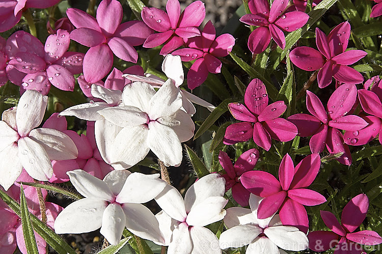 The three main colours x white, pink, deep pink x of Red Star (<i>Rhodohypoxis baurii</i>), a spreading. South African perennial with hairy, rather grass-like stems and masses of bright flowers in spring. rhodohypoxis-3260htm'>Rhodohypoxis. <a href='hypoxidaceae-plant-family-photoshtml'>Hypoxidaceae</a>.