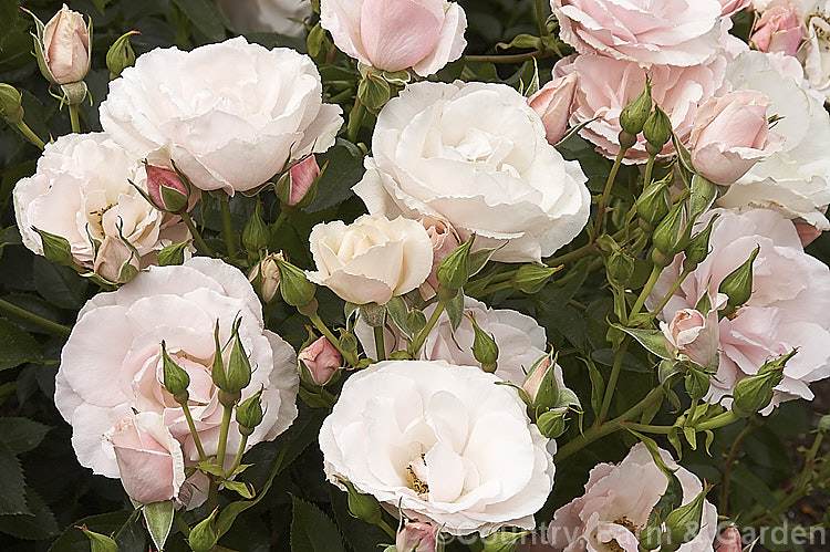 Rosa 'Many Happy Returns' ('Herbstfeuer' x 'Pearl. Drift') a prolific-flowering, low-growing. Cluster-flowered (<i>Floribunda</i>) shrub rose introduced by Harkness of England in 1991. Order: Rosales, Family: Rosaceae