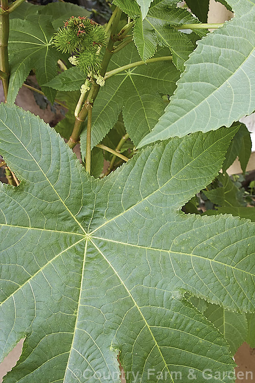 The foliage and developing seedheads of the Castor. Bean (<i>Ricinus communis</i>), an evergreen, 5-12m tall shrub originally native northeastern Africa and the Middle. East but now widespread in the tropics. The source of castor oil, it is cultivated as a foliage plant but produces very poisonous berries and can cause contact dermatitis