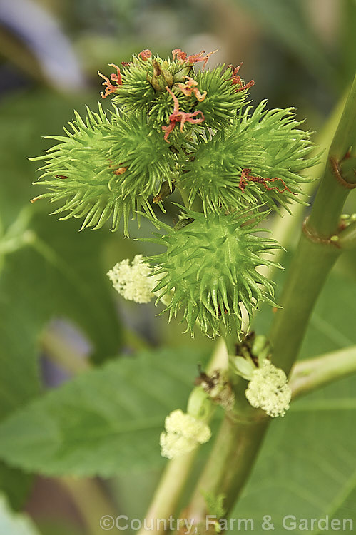 The developing seedheads of the Castor. Bean (<i>Ricinus communis</i>), an evergreen, 5-12m tall shrub originally native northeastern Africa and the Middle. East but now widespread in the tropics. The source of castor oil, it is cultivated as a foliage plant but produces very poisonous berries and can cause contact dermatitis