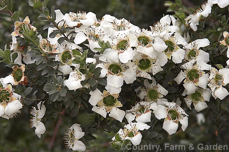 Leptospermum 'Karo. Silver Ice', a showy-flowered hybrid between New Zealand andAustralian Leptospermum species. It flowers heavily from late spring. It was introduced by New Zealand's Landcare. Research, a government organisation