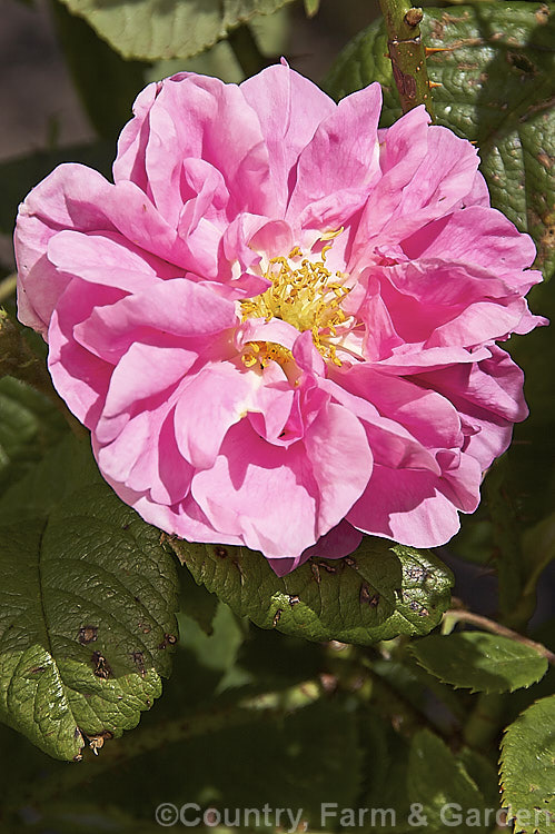 Rosa 'Trigintipetala' (syn 'Kazanlik'), raised by Dieck of Germany before 1850, this strongly scented, loose semi-double-flowered Damask shrub rose grows to over 2m high and wide. It flowers only once in late spring and is widely used to produce attar of roses. Order: Rosales, Family: Rosaceae