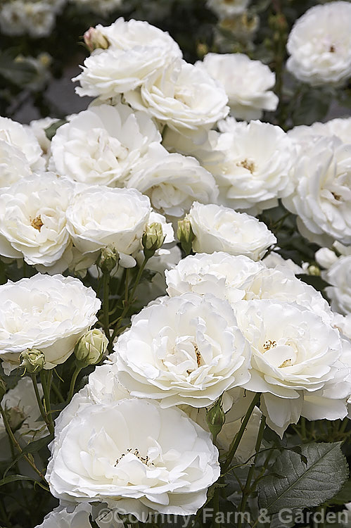 Rosa 'White Ensign' (seedling x 'Sunflare'), a Cluster-flowered (<i>Floribunda</i>) bush rose introduced in 1988 by Jackson and Perkins. It should not be confused with the 1925. McGredy. Hybrid Tea of the same name. Order: Rosales, Family: Rosaceae
