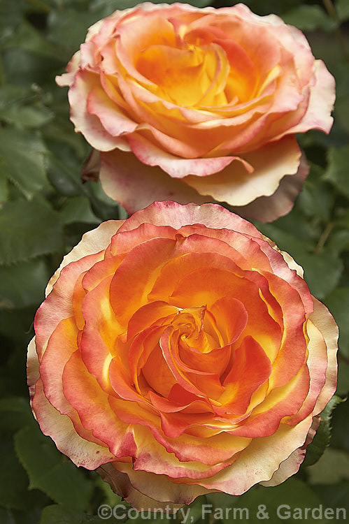 Rosa 'Tequila Sunrise' ('Bonfire. Night' x 'Freedom'), a heavy-flowering and compact. Large-flowered (<i>Hybrid Tea</i>) shrub rose raised by Dickson of Northern Ireland in 1989. Order: Rosales, Family: Rosaceae