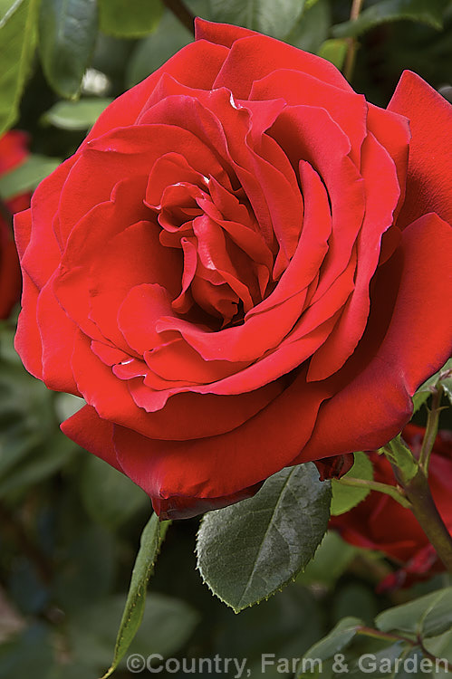 Rosa 'Precious. Platinum' (syn 'Opa. Potschke' ['Red Planet' x 'Franklin. Engelmann']), a large-flowered (<i>Hybrid Tea</i>) bush rose raised by Dickson of Northern Ireland and introduced in 1974. It is a strongly upright bush that can reach 18m tall Order: Rosales, Family: Rosaceae