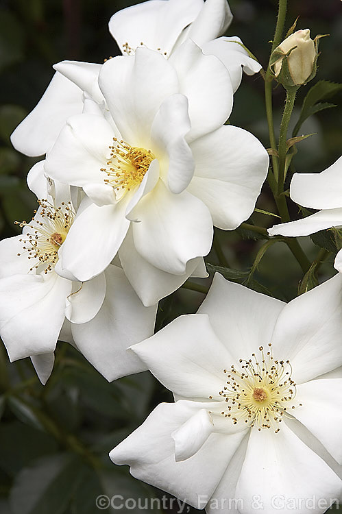 Rosa 'White Cloud' (syns 'Gletscherfee', KORdomal</i>), a mildly scented, single- to semi-double flowered Cluster-flowered (<i>Floribunda</i>) shrub rose introduced by Kordes of Germany in 1991. It is usually low and compact but can grow to 15m tall and will flower in bursts through the warmer months. Order: Rosales, Family: Rosaceae