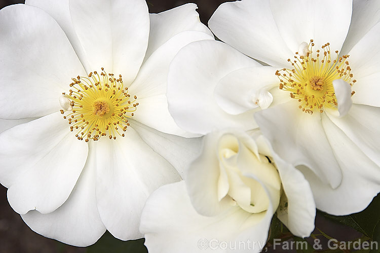 Rosa 'White Cloud' (syns 'Gletscherfee', KORdomal</i>), a mildly scented, single- to semi-double flowered Cluster-flowered (<i>Floribunda</i>) shrub rose introduced by Kordes of Germany in 1991. It is usually low and compact but can grow to 15m tall and will flower in bursts through the warmer months. Order: Rosales, Family: Rosaceae