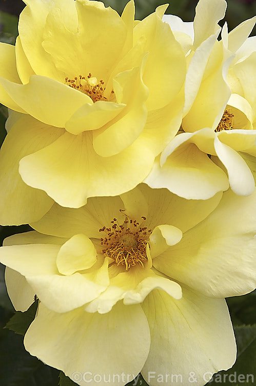 Rosa 'Serendipity', a compact, fragrant, Cluster-flowered (<i>Floribunda</i>) shrub rose raised by Harkness of England in 1997. The flowers weather well for a yellow rose. Order: Rosales, Family: Rosaceae