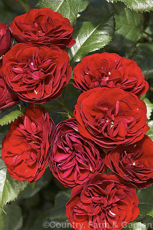 Rosa 'Intrigue' ('Gruss an Bayern' x seedling</i>), a heavy-flowering. Cluster-flowered (<i>Floribunda</i>) shrub raised by Kordes in 1978. It should not be confused with the mauve. Warriner cultivar of the same name and because of this it is now becoming more widely known by its original. German name of 'Lavaglut' or 'Lavaglow'. Order: Rosales, Family: Rosaceae
