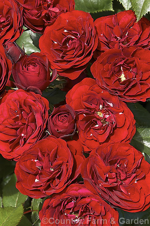 Rosa 'Intrigue' ('Gruss an Bayern' x seedling</i>), a heavy-flowering. Cluster-flowered (<i>Floribunda</i>) shrub raised by Kordes in 1978. It should not be confused with the mauve. Warriner cultivar of the same name and because of this it is now becoming more widely known by its original. German name of 'Lavaglut' or 'Lavaglow'. Order: Rosales, Family: Rosaceae
