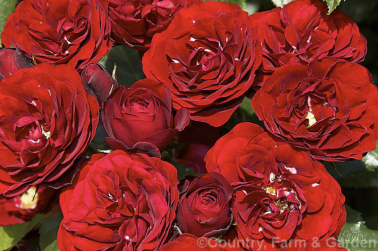 Rosa 'Intrigue' ('Gruss an Bayern' x seedling</i>), a heavy-flowering. Cluster-flowered (<i>Floribunda</i>) shrub raised by Kordes in 1978. It should not be confused with the mauve. Warriner cultivar of the same name and because of this it is now becoming more widely known by its original. German name of 'Lavaglut' or 'Lavaglow'. Order: Rosales, Family: Rosaceae