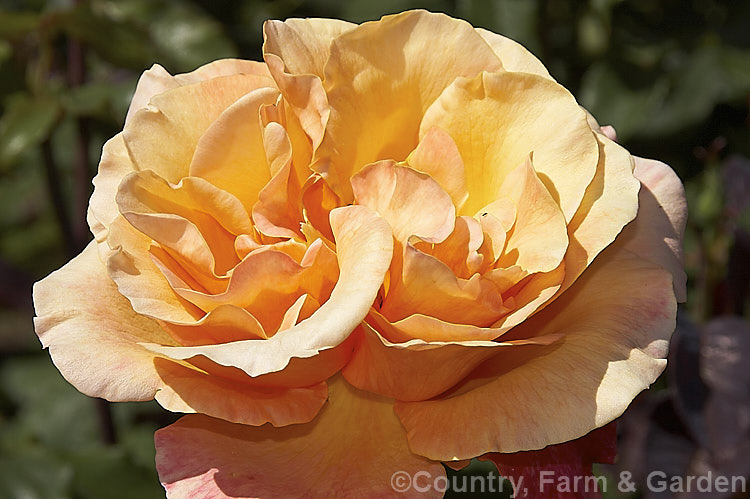 Rosa 'Lolita' ('Colour. Wonder' x seedling</i>), a mildly scented, 2m tall, Large-flowered (<i>Hybrid Tea</i>) bush rose raised by Kordes of Germany in 1973. Order: Rosales, Family: Rosaceae