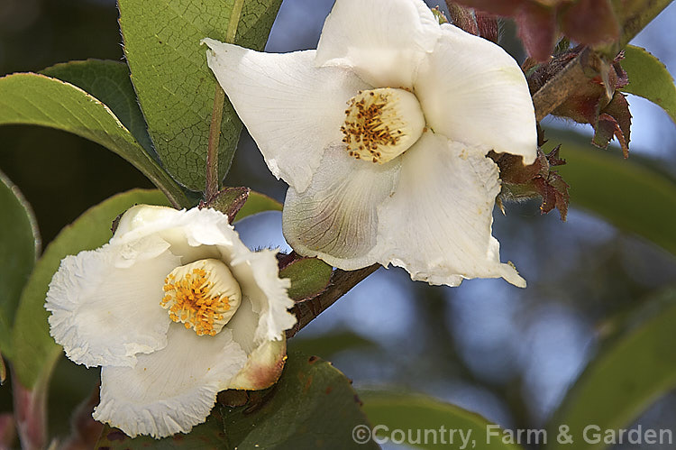 Stewartia pteropetiolata, a late spring- to early summer-flowering evergreen shrub or small tree that can grow to around 6m tall It is native to Korea and the flowers are up to 3cm wide. Order: Ericales, Family: Theaceae