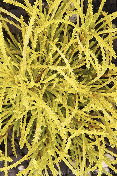 Close-up of the spring foliage of Santolina 'Lemon Fizz', a Lavender. Cotton cultivar that has feathery yellow foliage deepening to light lime green with age. It is quite small and can be damaged by prolonged wet conditions, so it is better suited to container cultivation than grown in the open garden. Soft yellow flowerheads appear in summer. santolina-2485htm'>Santolina.