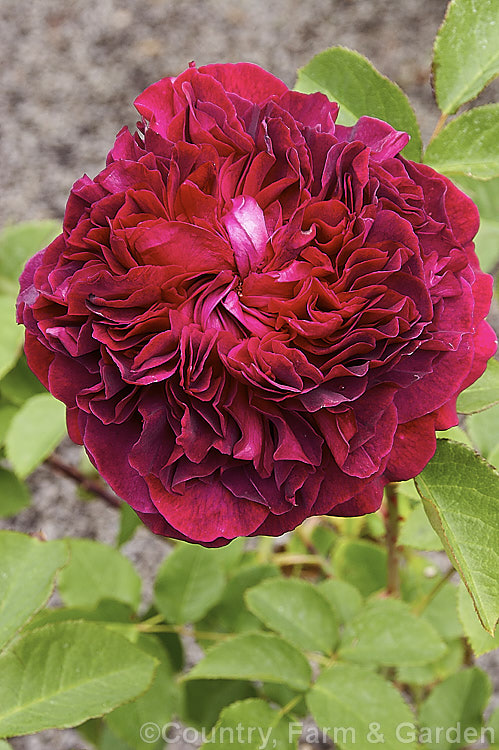 Rosa 'William. Shakespeare 2000' (seedling x AUSbloom</i>), an English Shrub Rose introduced by David Austin in 2000. It grows to around 12m tall and has large, fragrant, fully double flowers in the old-style cabbage form. It should not be confused with 'William. Shakespeare', also an Austin rose but introduced in 1987. Order: Rosales, Family: Rosaceae