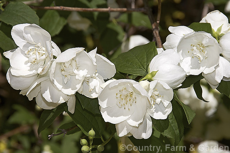 Philadelphus x virginalis 'Virginal', the best-known cultivar of a group of garden hybrids in this cross. It has fragrant, semi-double to double flowers in loose clusters and blooms in early summer. Order: Cornales, Family: Hydrangeaceae