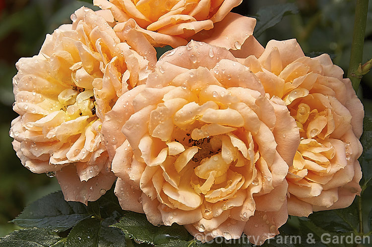 Rosa 'Sweet Dream' (['Anytime' x 'Liverpool Echo'] x ['New Penny' x seedling]), a Cluster-flowered (<i>Floribunda</i>) or Patio. Rose raised by Fryer of the United Kingdom in 1987. It has a dense bushy habit and grows to around 90cm tall Order: Rosales, Family: Rosaceae