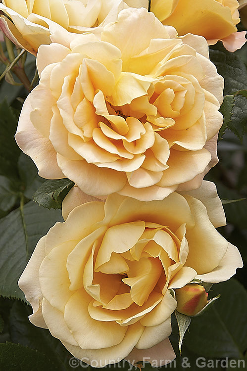 Rosa 'Tuscan. Charm', a Cluster-flowered (<i>Floribunda</i>) bush rose raised by Camp. Hill. Roses of New Zealand Order: Rosales, Family: Rosaceae