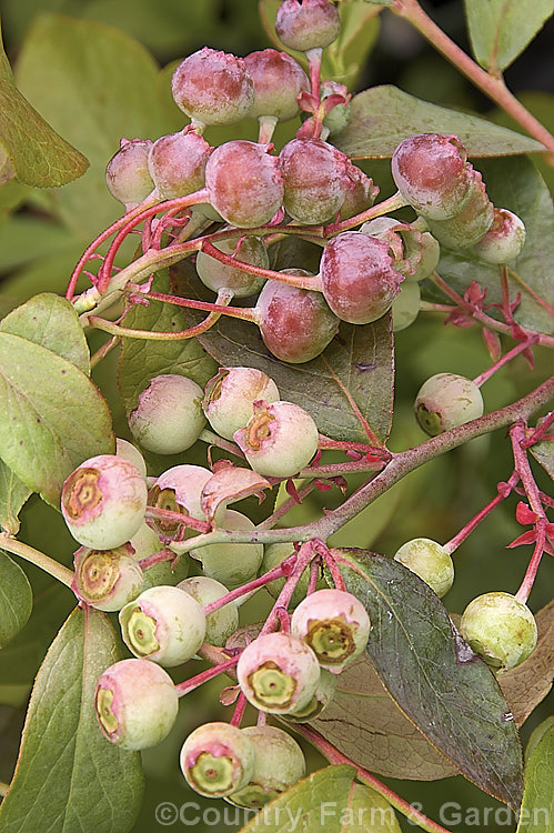 The fruit of the 'Tif. Blue'. Blueberry (<i>Vaccinium ashei 'Tif. Blue') just as it starts to develop colour. This compact, heavy-fruiting cultivar of the Rabbit-eye. Blueberry from the southeastern United States is a 1-5m tall shrub that is deciduous, except in areas with very mild winters. vaccinium-2753htm'>Vaccinium. Order: Ericales, Family: Ericaceae
