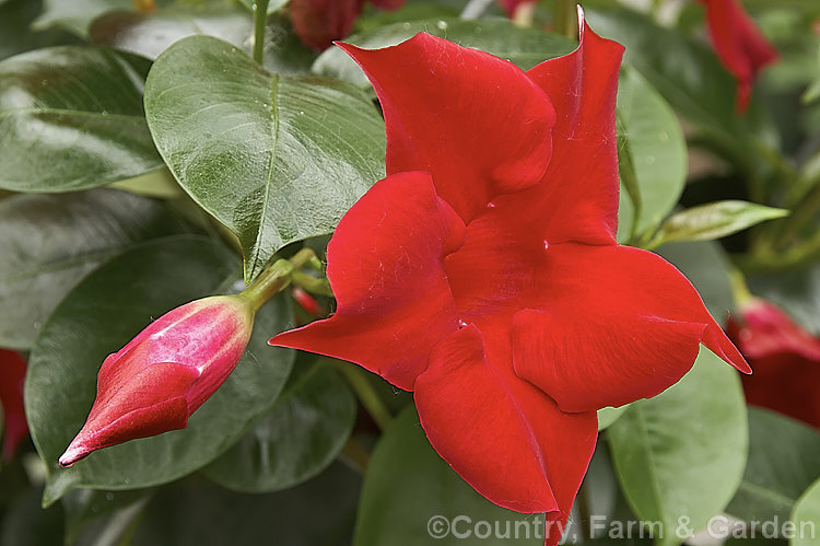 Mandevilla 'Ruby Fantasy', a hybrid with lush deep green foliage and velvety red trumpet flowers. It is a twining evergreen climber that grows to around 4m tall and wide. While frost tender, it is easily cultivated in temperate zones as a house or greenhouse plant. mandevilla-3121htm'>Mandevilla. Order: Gentianales, Family: Apocynaceae