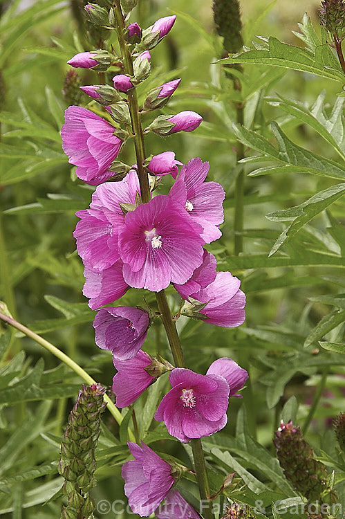 Checkerbloom (<i>Sidalcea malviflora</i>), an erect, somewhat woody-stemmed, summer-flowering perennial that grows to around 80cm tall It is native to Oregon, California and Baja. California. sidalcea-3306htm'>Sidalcea.