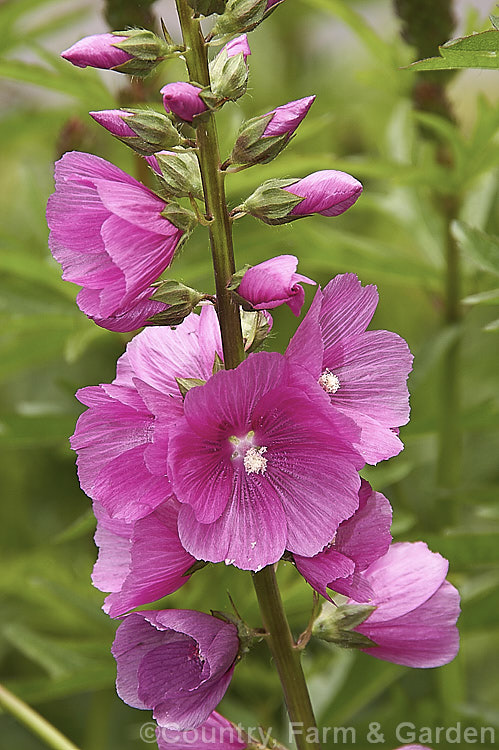 Checkerbloom (<i>Sidalcea malviflora</i>), an erect, somewhat woody-stemmed, summer-flowering perennial that grows to around 80cm tall It is native to Oregon, California and Baja. California. sidalcea-3306htm'>Sidalcea.