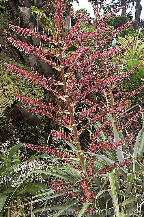 Puya spathacea, a clumping terrestrial bromeliad native to north-central Argentina. It blooms in summer and the flower stems are over 1m tall. The blue flowers contrast with the pink of the stems and sepals