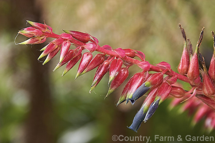 Puya spathacea, a clumping terrestrial bromeliad native to north-central Argentina. It blooms in summer and the flower stems are over 1m tall. The blue flowers contrast with the pink of the stems and sepals